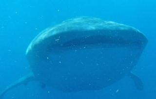 Nadar con tiburon ballena